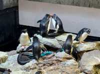【波士頓水族館｜與海洋生物的近距離相遇】