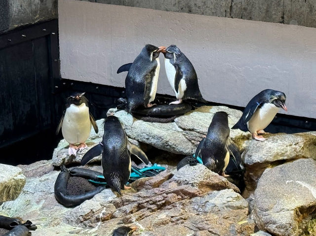 【波士頓水族館｜與海洋生物的近距離相遇】