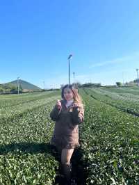 Jeju’s Innisfree Café & Green Tea Fields – A Dreamy Stop for Beauty Lovers and Nature Seekers