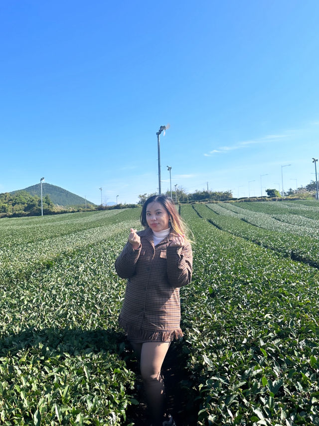 Jeju’s Innisfree Café & Green Tea Fields – A Dreamy Stop for Beauty Lovers and Nature Seekers