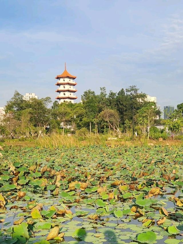 🌸 Chinese Garden Singapore – Your Peaceful Hideout! 🏯🌿