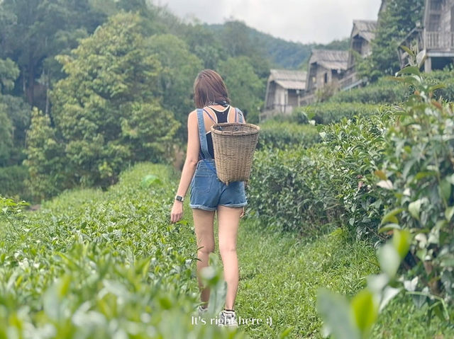 🌿☁️ “ไร่ชาลุงเดช” แม่แตง เชียงใหม่ 💚