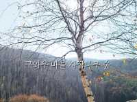 구와우 자작나무뷰맞은편 줄서먹는맛집여행💙태백고갈두