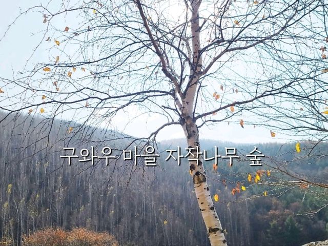 구와우 자작나무뷰맞은편 줄서먹는맛집여행💙태백고갈두