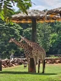 สวนสัตว์ KORAT ZOO 🦒🐘