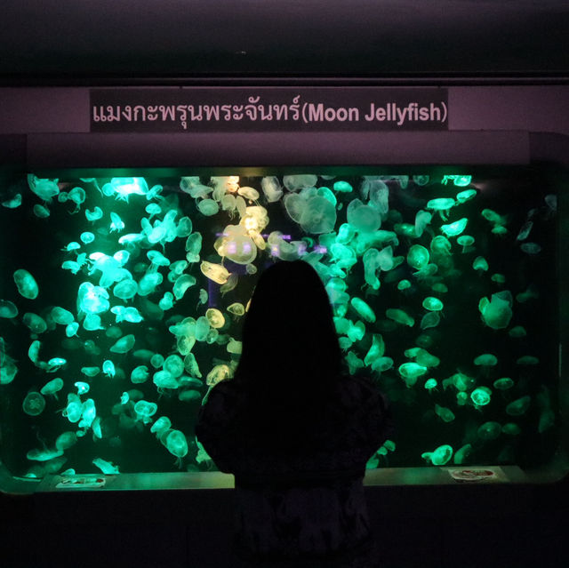 Bangsaen Aquarium เที่ยวชิล ๆ ได้ความรู้ไปด้วย 