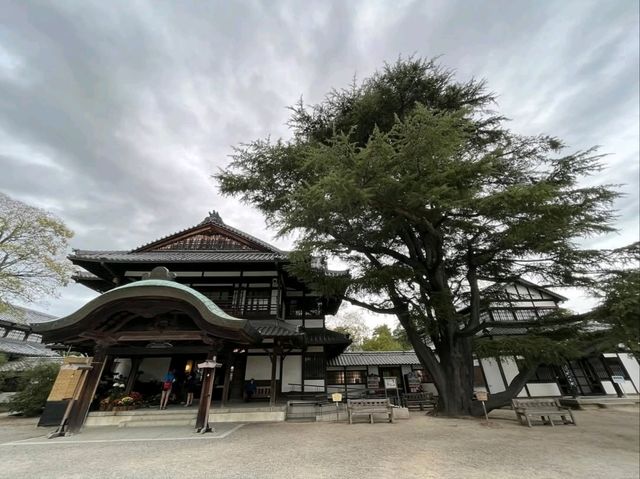 Peace & Pines at Ritsurin Garden