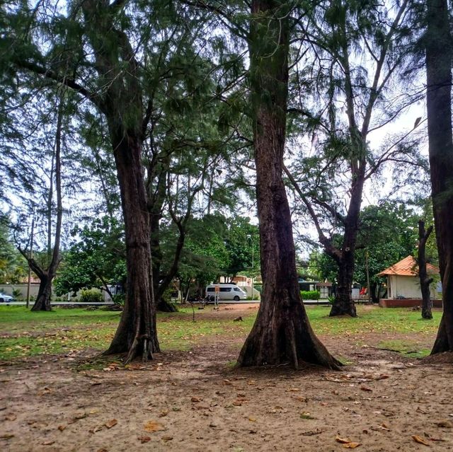 ป่าสนทะเล อุทยานแห่งชาติสิรินาถ