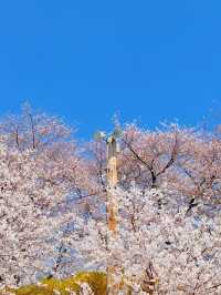 인천의 숨은 벚꽃 명소 SK 석유화학