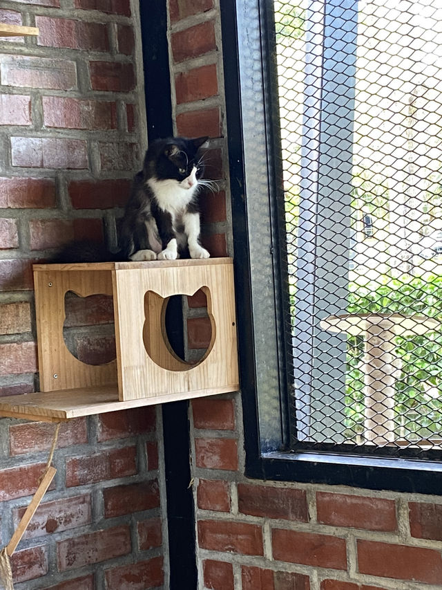 Welcome to the Kingdom of Fluff! 