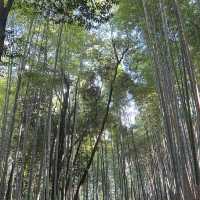 Kyoto’s Arashiyama: A Relaxing Escape