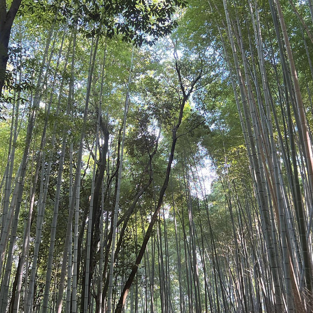 Kyoto’s Arashiyama: A Relaxing Escape