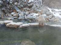 🐒 Jigokudani Yaen-Koen – A Snow Monkey Experience Worth the Hike