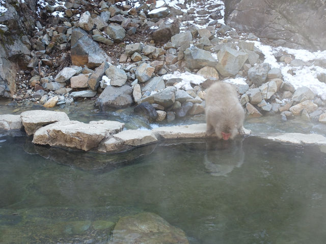 🐒 Jigokudani Yaen-Koen – A Snow Monkey Experience Worth the Hike