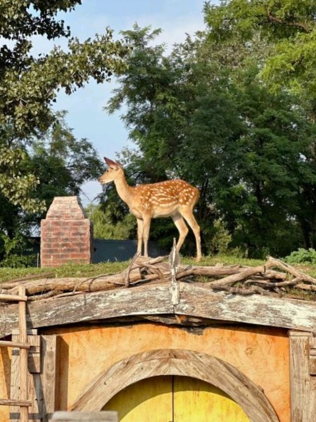 🐑【隱藏版童話小鎮】北京五環親子聖地🦌  