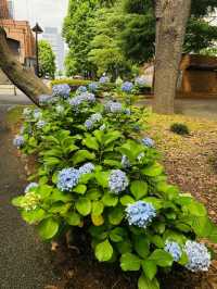 ～鎌倉中央公園～野性的綠意～