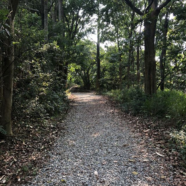 台南新化林場