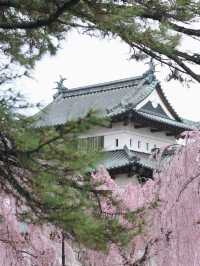  ปราสาทฮิโรซากิ 🌸 ปราสาทกลางซากุระแห่งโทโฮคุ