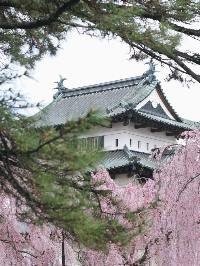  ปราสาทฮิโรซากิ 🌸 ปราสาทกลางซากุระแห่งโทโฮคุ