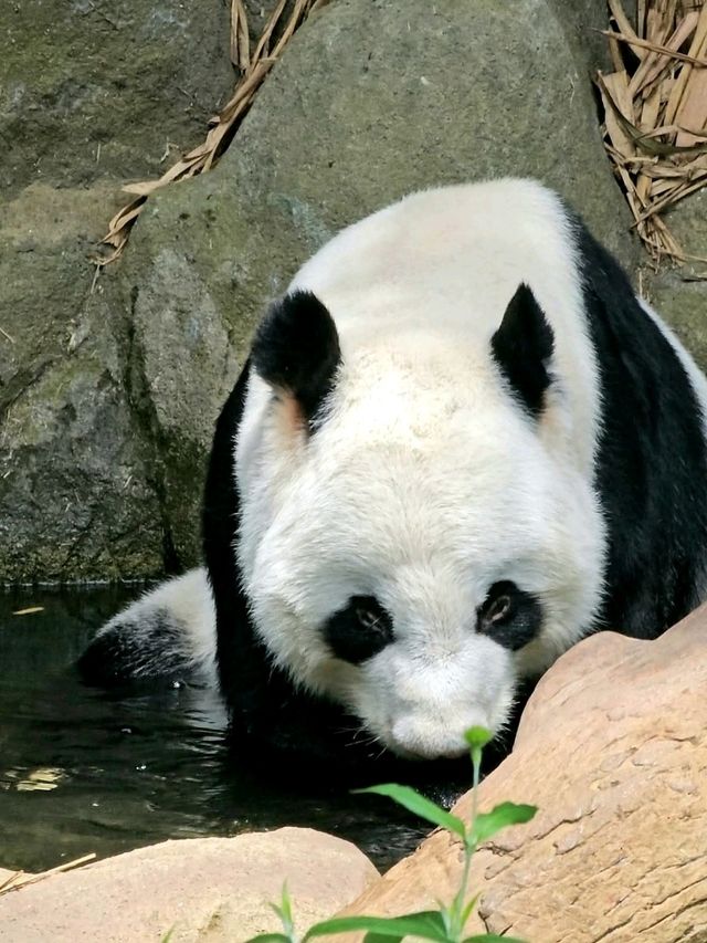 River Wonders: A Fun Wildlife Adventure in Singapore