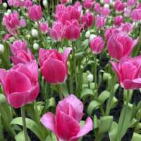 🌷✨ Miracle of Natural Rayong ✨🌷