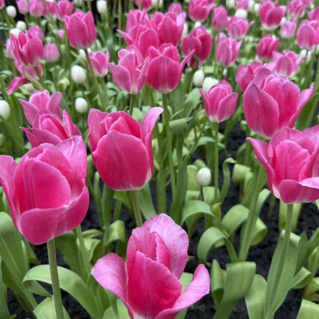 🌷✨ Miracle of Natural Rayong ✨🌷