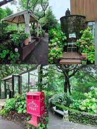 🩷 山茶花之丘  Camellia Hill 카멜리아힐 💜