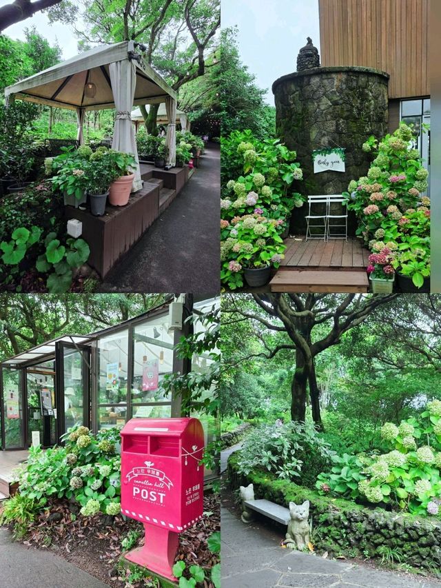 🩷 山茶花之丘  Camellia Hill 카멜리아힐 💜