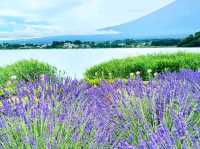 Flower Views and Fuji Skies – Oishi Park, Kawaguchiko