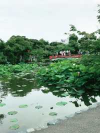 【鎌倉　もうすぐ開花する鶴岡八幡宮のハス池🪷と快適なカフェ】