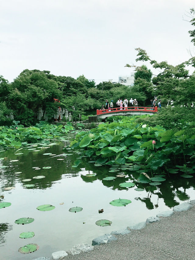 【鎌倉　もうすぐ開花する鶴岡八幡宮のハス池🪷と快適なカフェ】
