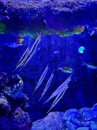 Coastal Currents & Wrecked Wonders at Aquaria KLCC