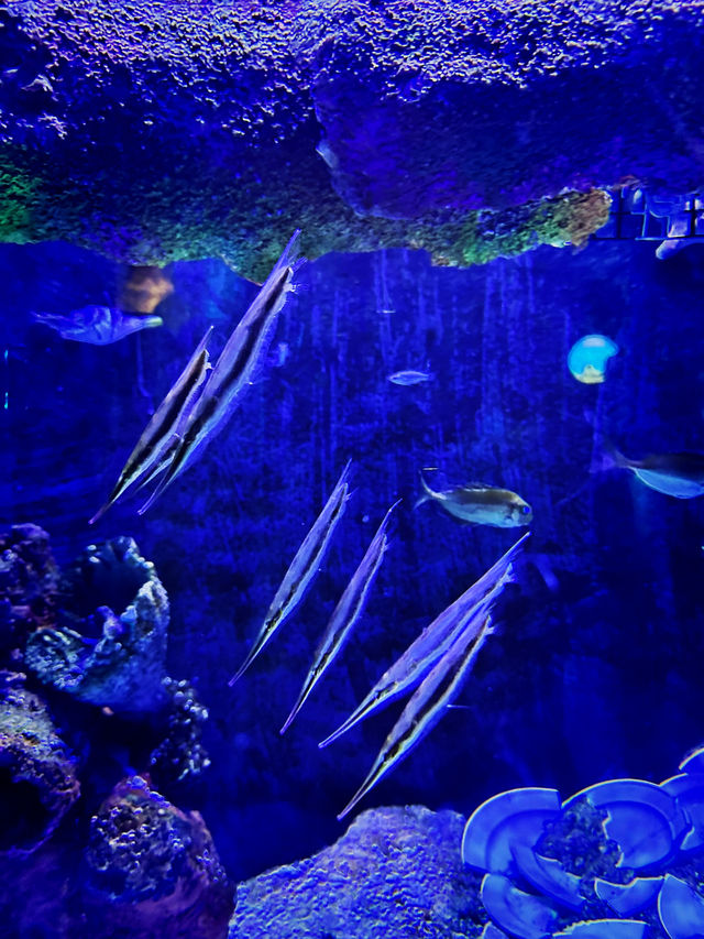 Coastal Currents & Wrecked Wonders at Aquaria KLCC