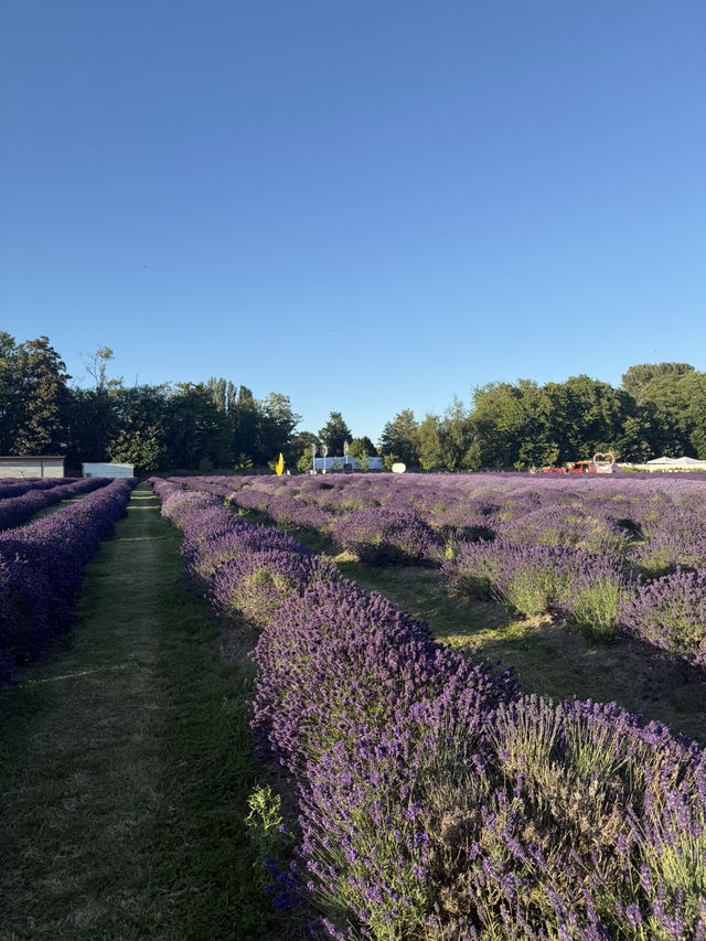Lavender Land推介🪻