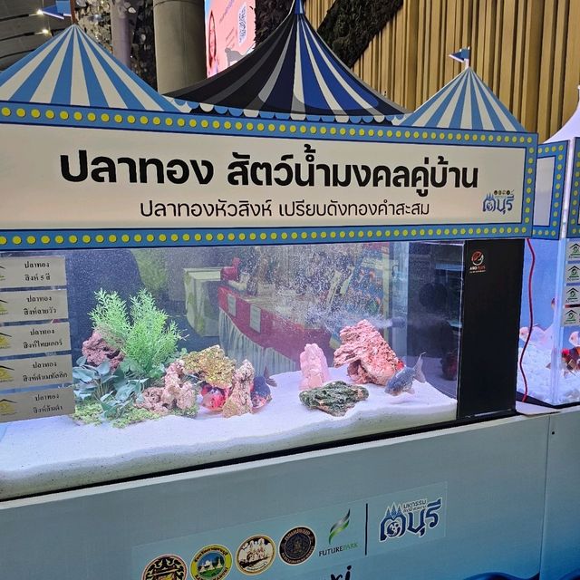 🐟 Fishtival (ประมงน้อมเกล้า) 🐟 