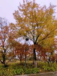 Autumn Splendor in Olympic Forest Park