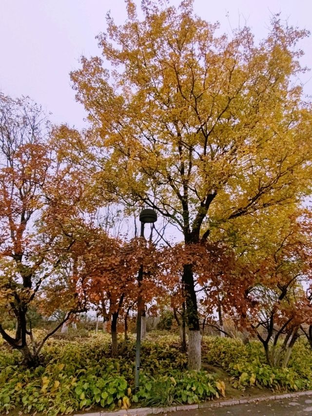 Autumn Splendor in Olympic Forest Park