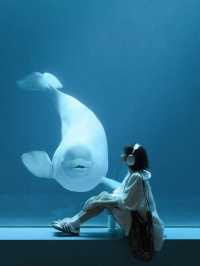 🐧 Harbin Polarland – China’s First Polar Aquarium