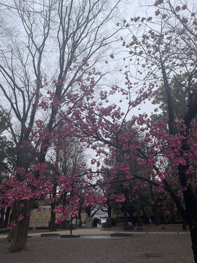 🇯🇵 Ueno Park