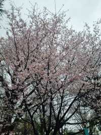 Strolling Through Sakura at Ueno Park