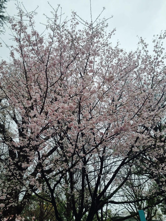 Strolling Through Sakura at Ueno Park Strolling Through Sakura at Ueno Park