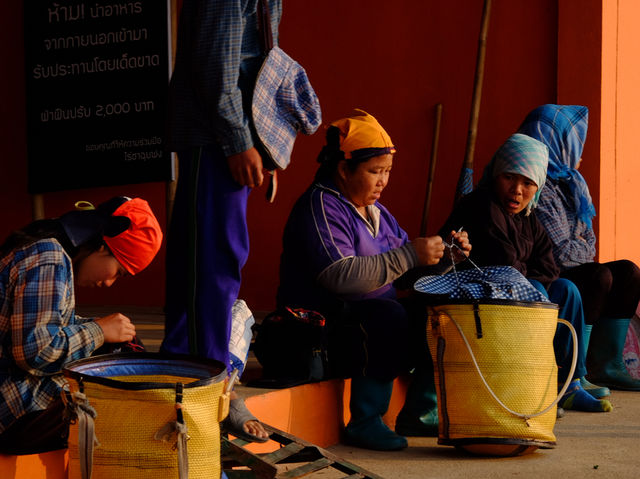 ไร่ชาฉุยฟง** คือสวรรค์ของคนรักธรรมชาติและชาเขียว 