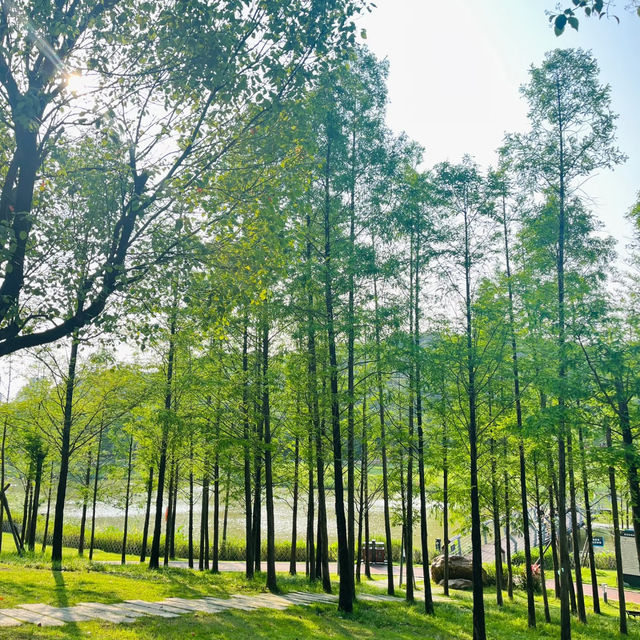 ✨ 埌東公園✨舒適綠地🌳