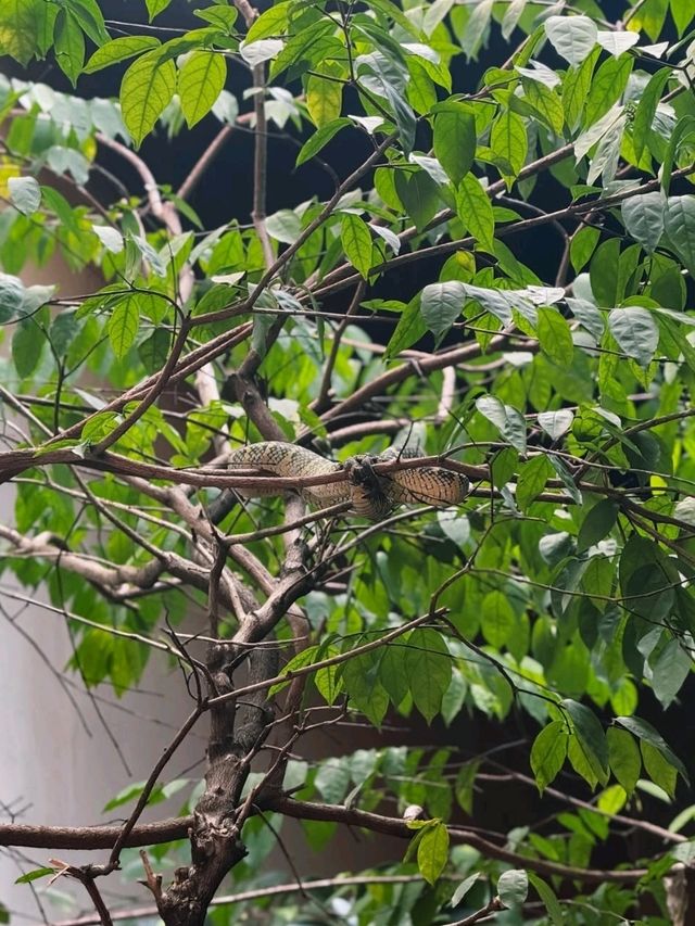 Snake Temple in Penang