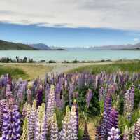 Bloom & Blue: A Dreamy Escape to Lake Tekapo