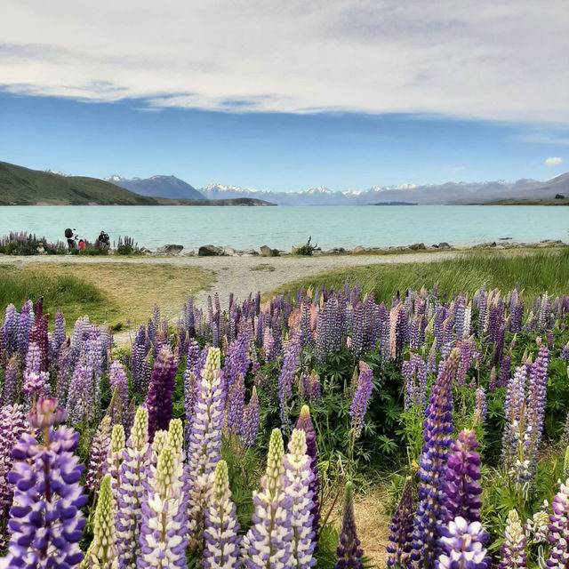 Bloom & Blue: A Dreamy Escape to Lake Tekapo