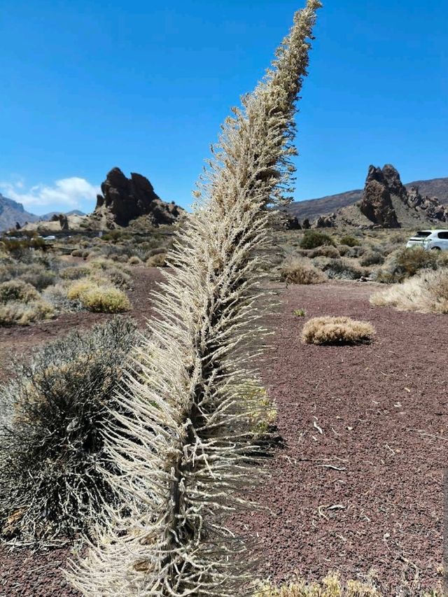 Teide National Park (Tenerife, Canary Islands)