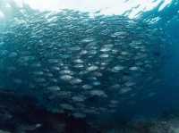 ดำน้ำที่ สิปาดัน สวรรค์ใต้น้ำ มาเลเซีย