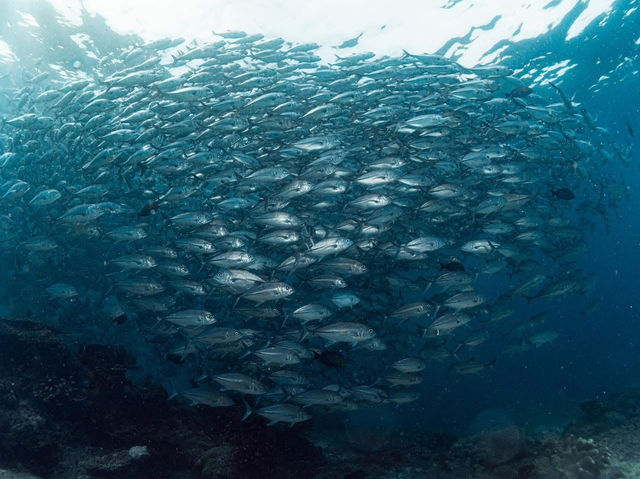 ดำน้ำที่ สิปาดัน สวรรค์ใต้น้ำ มาเลเซีย