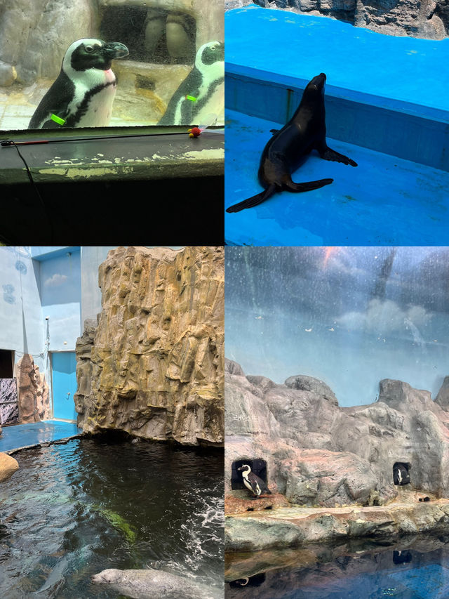 여수에서 즐기는 바다 속 여행, 아쿠아플라넷 🐠🌊